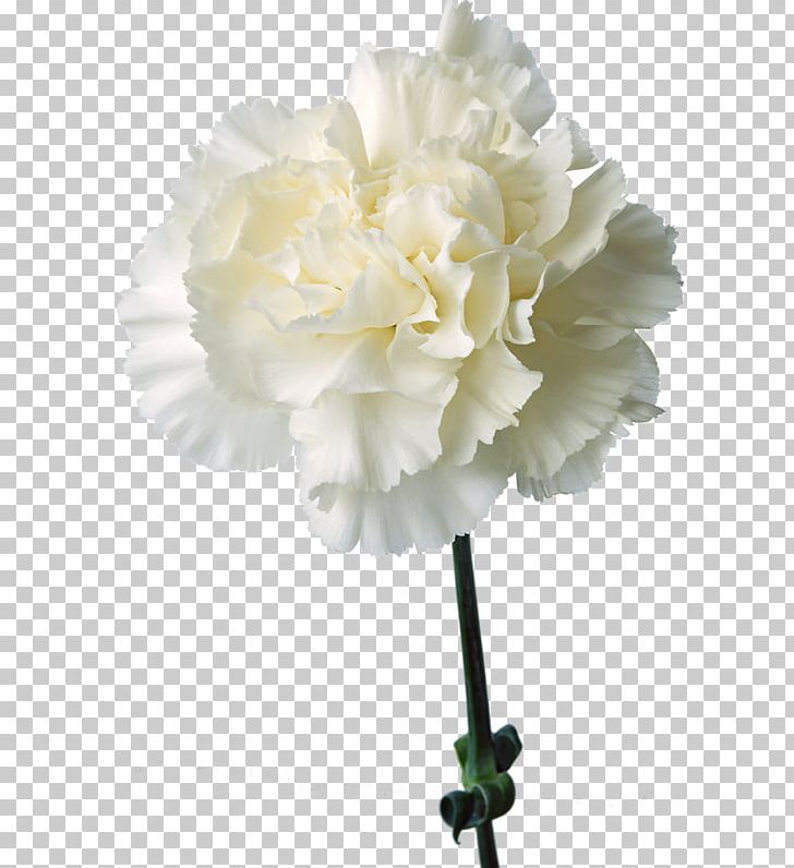 Carnation Birth Flower Cut Flowers White PNG, Clipart, Artificial Flower, Birth Flower, Blue, Caryophyllaceae, Floral Design Free PNG Download