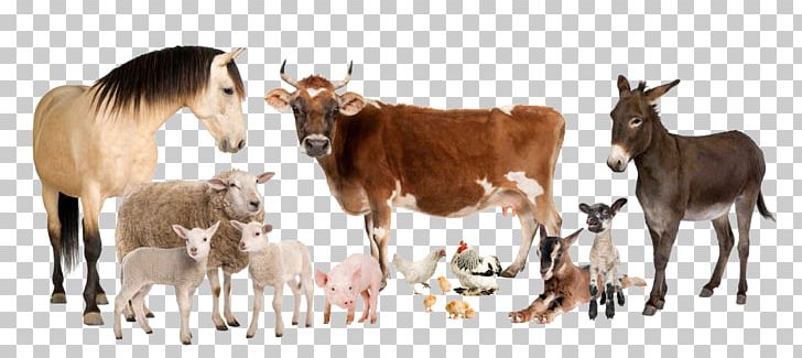 Cattle Sheep Horse Farm Livestock PNG, Clipart, Agriculture, Animal, Animal Feed, Animal Figure, Animals Free PNG Download
