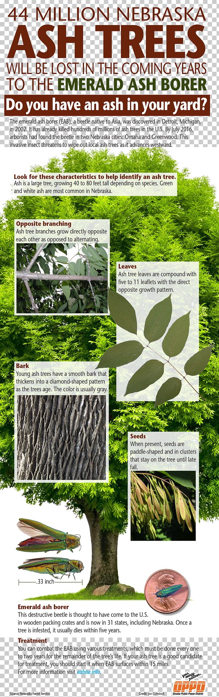 Emerald Ash Borer Tree Insecticide PNG, Clipart, Acorn, Advertising, Ash, Cairn Terrier, Emerald Ash Borer Free PNG Download