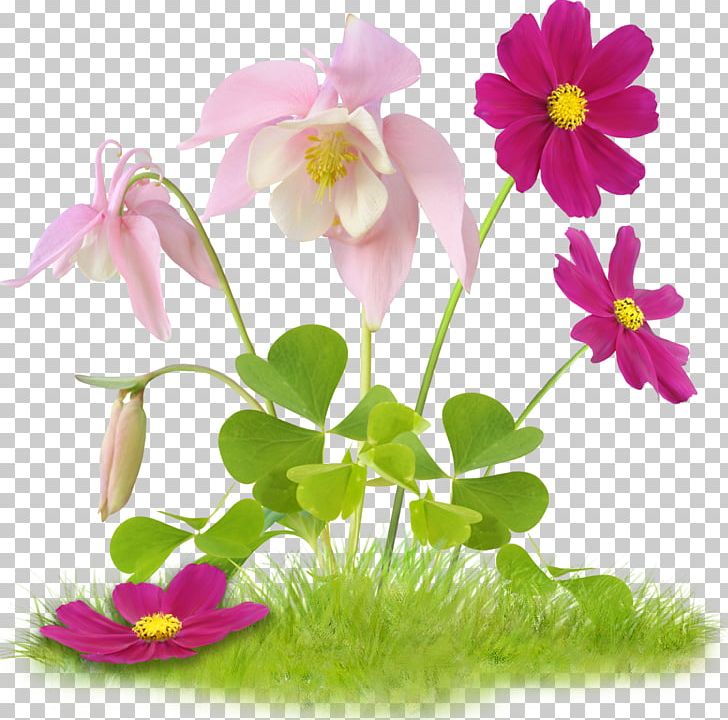 Flower Easter PNG, Clipart, Annual Plant, Computer Software, Daisy, Daisy Family, Desktop Wallpaper Free PNG Download