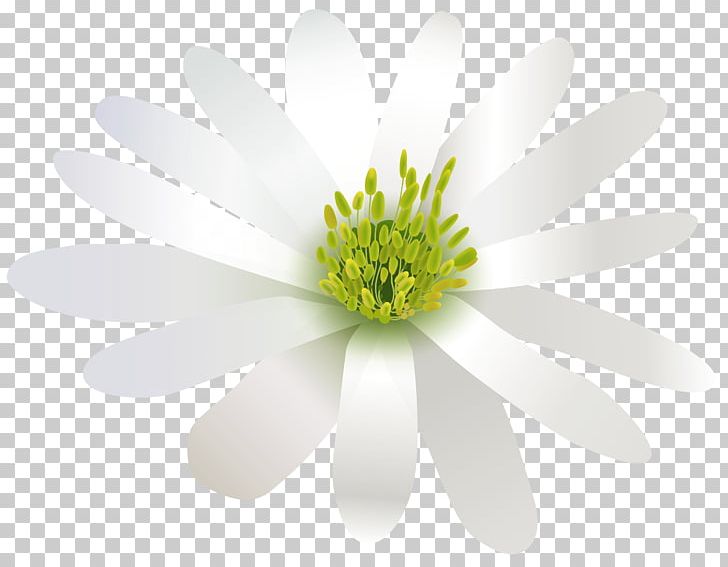Flower White Green Three-dimensional Space PNG, Clipart, Bud, Chamaemelum Nobile, Chrysanths, Color, Computer Wallpaper Free PNG Download