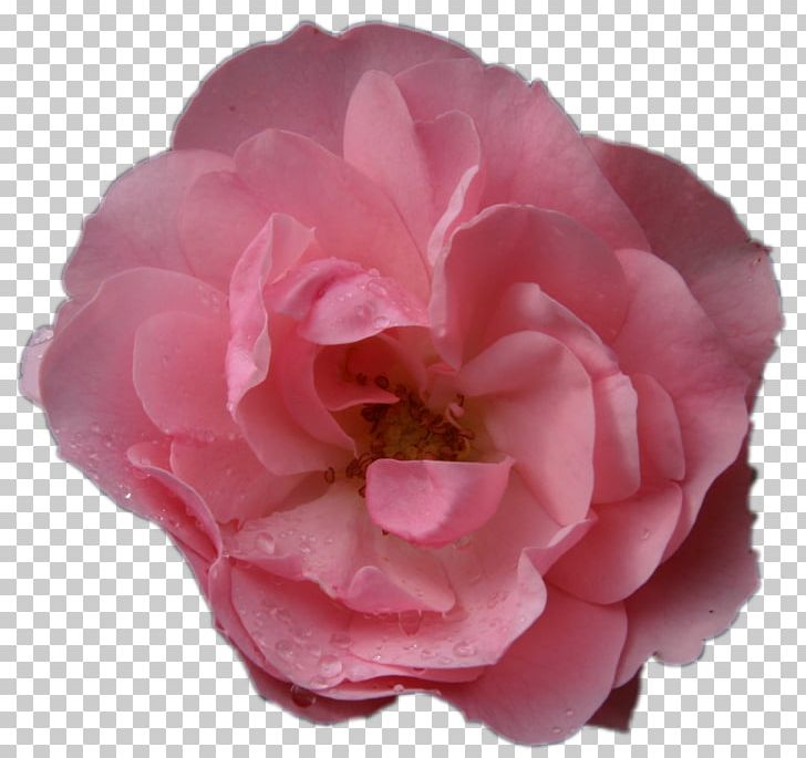 Garden Roses Cabbage Rose Floribunda Pink PNG, Clipart, Camellia, Floribunda, Flower, Flowering Plant, Garden Roses Free PNG Download