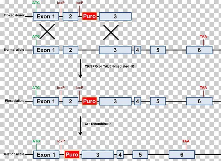 Gene Knockout Cre-Lox Recombination Knockout Mouse Genetic Recombination CRISPR PNG, Clipart,  Free PNG Download