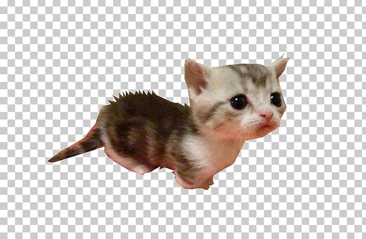 Kitten Munchkin Cat American Wirehair Whiskers Domestic Short-haired Cat PNG, Clipart, 3d Computer Graphics, 3d Rendering, American Wirehair, Art, Carnivoran Free PNG Download