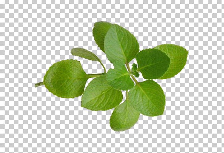 Oregano Herb Marjoram Oil Mexican Mint PNG, Clipart, Basil, Essential Oil, Fennel, Health, Herb Free PNG Download