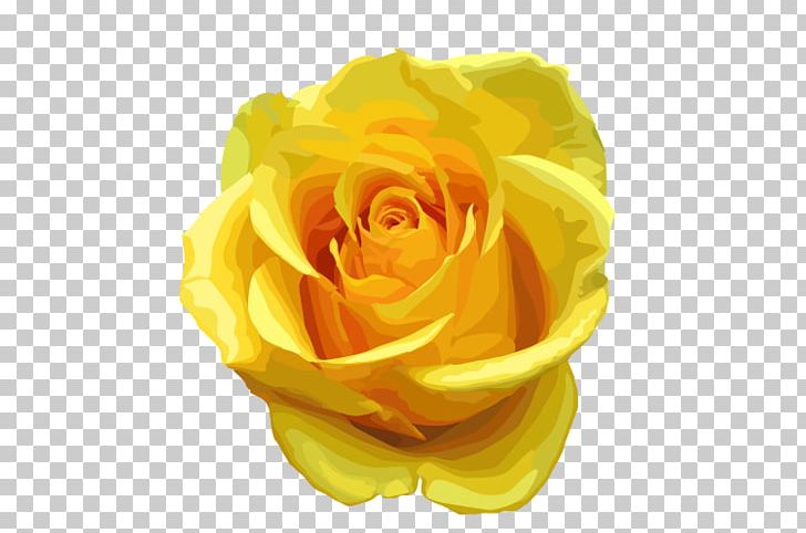 Rose Yellow PNG, Clipart, Clip Art, Color, Computer Wallpaper, Cut Flowers, Display Resolution Free PNG Download