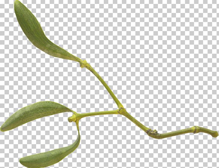 Twig Plant Stem Leaf PNG, Clipart, Branch, Flora, Leaf, Organism, Plant Free PNG Download