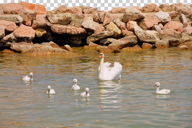 Duck Goose Swans Pond Water PNG, Clipart, Beak, Duck, Goose, Pond, Seabird Free PNG Download
