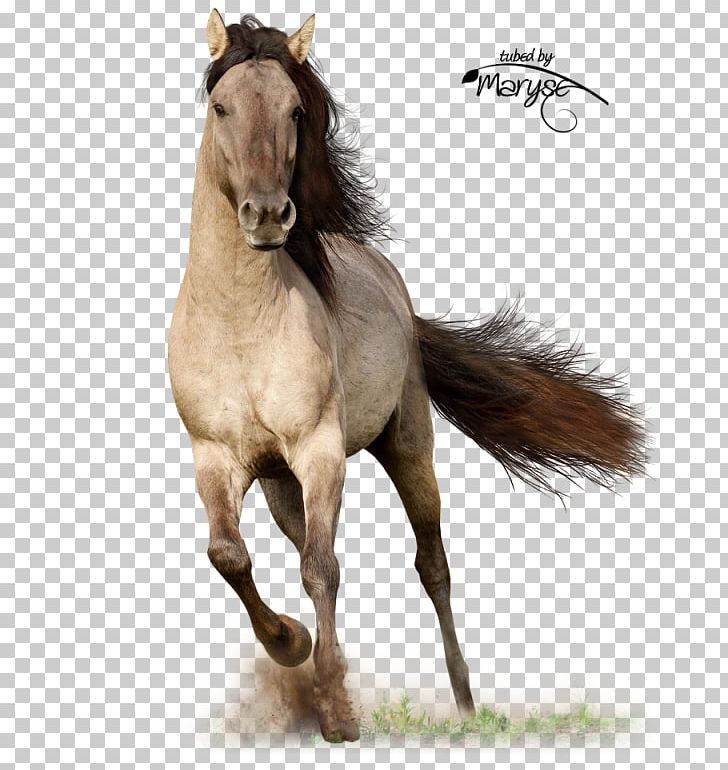 Arabian Horse Stallion Friesian Horse Clydesdale Horse Andalusian Horse PNG, Clipart, Arabian Horse, Bay, Black, Breed, Bridle Free PNG Download