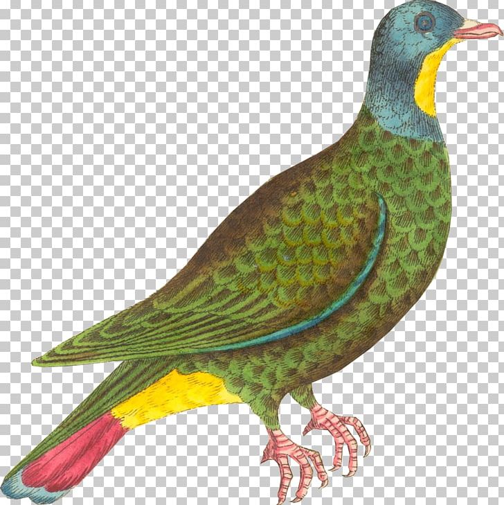 Beak Finches Black-naped Fruit Dove Galliformes Painting PNG, Clipart, Art, Beak, Bird, Columbidae, Cuckoos Free PNG Download
