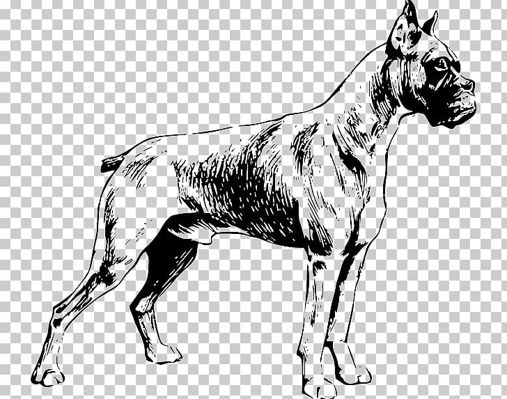 Boxer Labrador Retriever Puppy PNG, Clipart, Animals, Black And White, Boxer, Breed, Carnivoran Free PNG Download