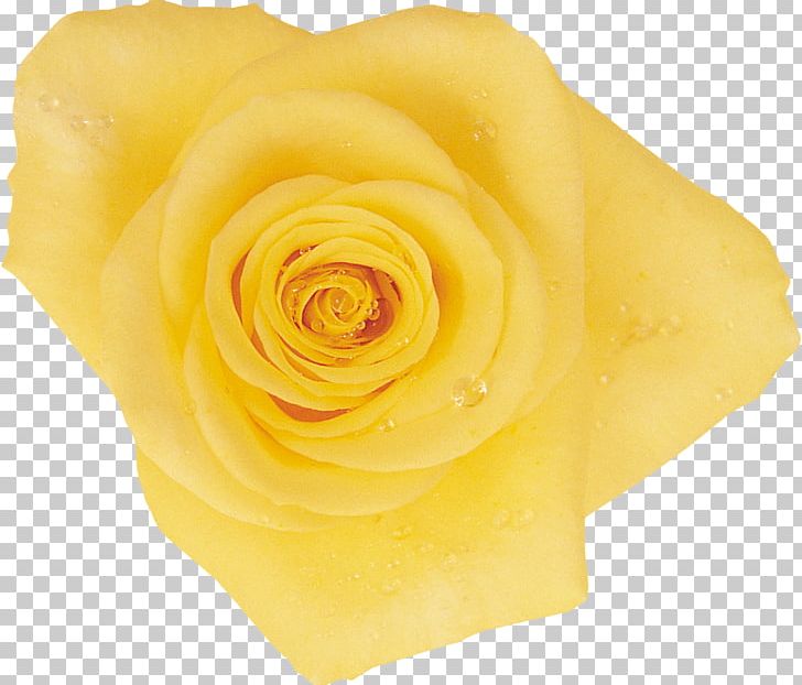 Beach Rose Garden Roses Rosaceae Cut Flowers PNG, Clipart, Art, Beach Rose, Closeup, Cut Flowers, Flower Free PNG Download