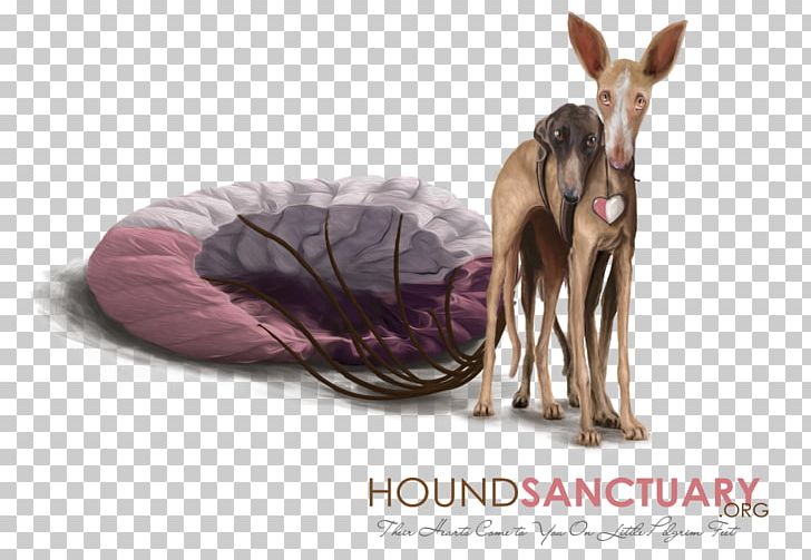 Ibizan Hound Spanish Greyhound Afghan Hound Borzoi Podenco Canario PNG, Clipart, 501c3, Afghan, Afghan Hound, Borzoi, Fauna Free PNG Download