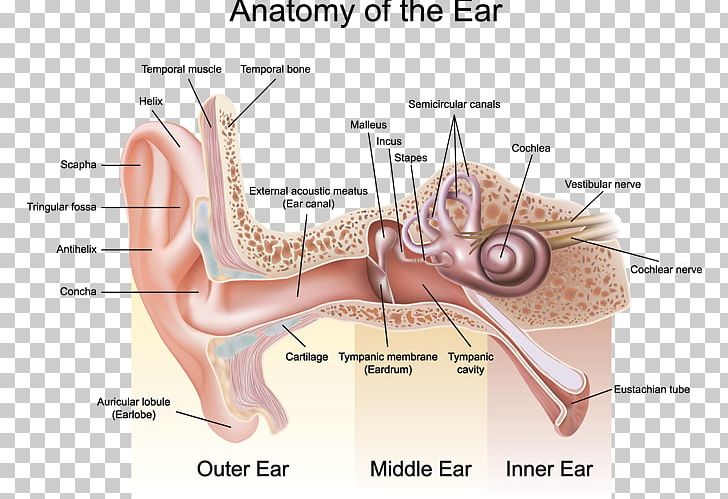 Outer Ear Anatomy Auricle Middle Ear PNG, Clipart, Anatomy, Angle, Arm, Audiology, Auditory System Free PNG Download