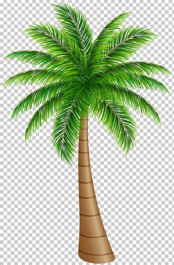 Arecaceae Tree Coconut PNG, Clipart, Arecaceae, Arecales, Borassus Flabellifer, Clip Art, Coconut Free PNG Download