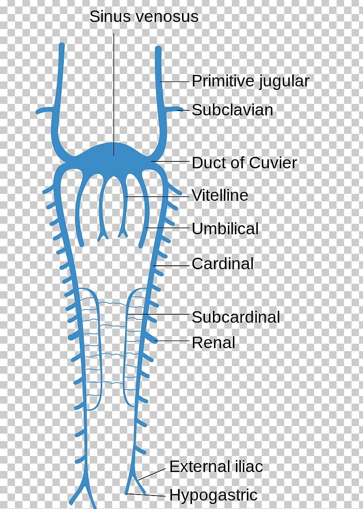 Common Cardinal Veins Anterior Cardinal Vein Posterior Cardinal Vein Embryo PNG, Clipart, Anatomy, Angle, Anterior Cardinal Vein, Anterior Tibial Vein, Area Free PNG Download