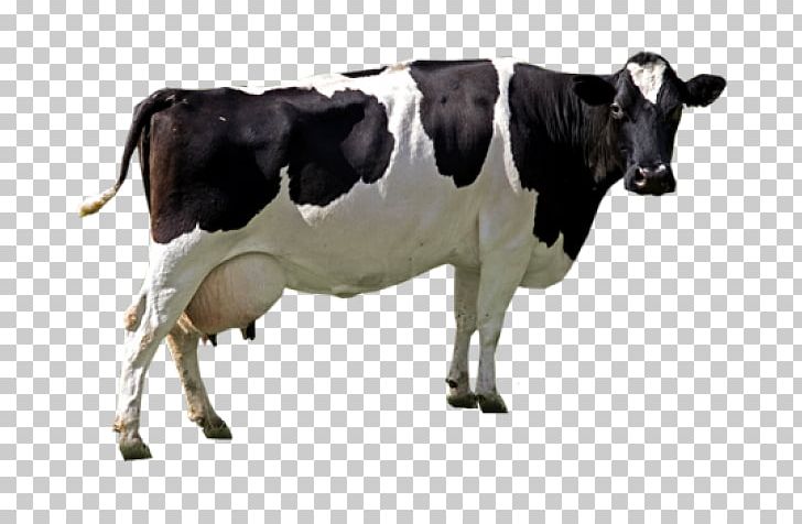Holstein Friesian Cattle Resolution Sticker File Formats PNG, Clipart, Cattle, Cow Goat Family, Dairy, Dairy Cow, Desktop Wallpaper Free PNG Download