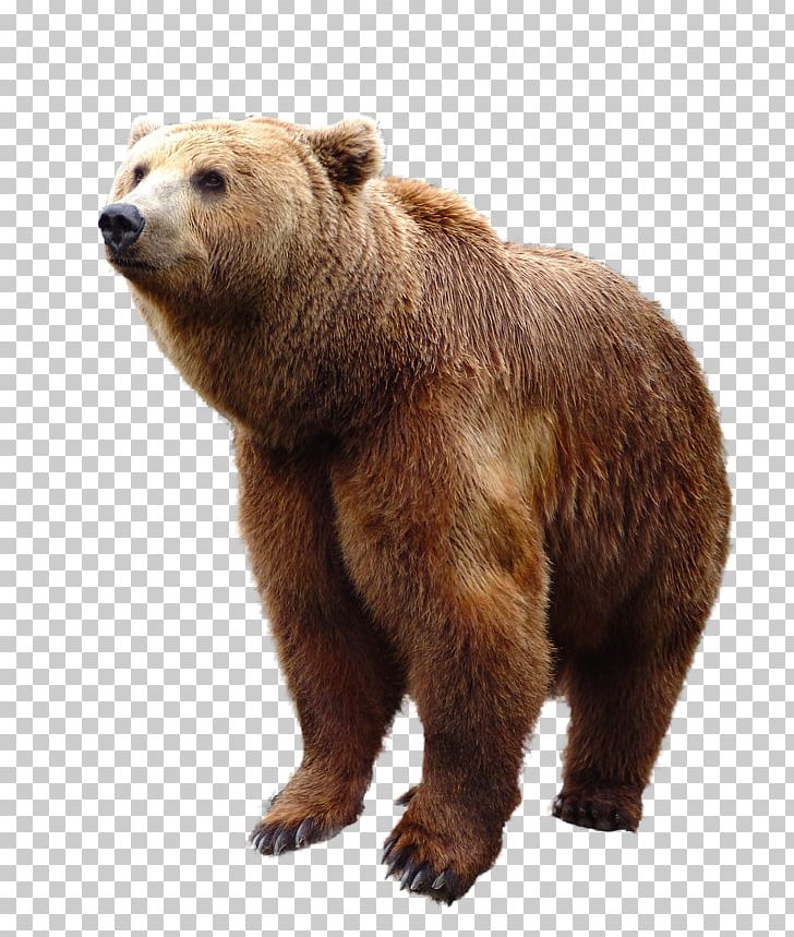 Polar Bear American Black Bear PNG, Clipart, American Black Bear, Animals, Bear, Brown Bear, Carnivora Free PNG Download