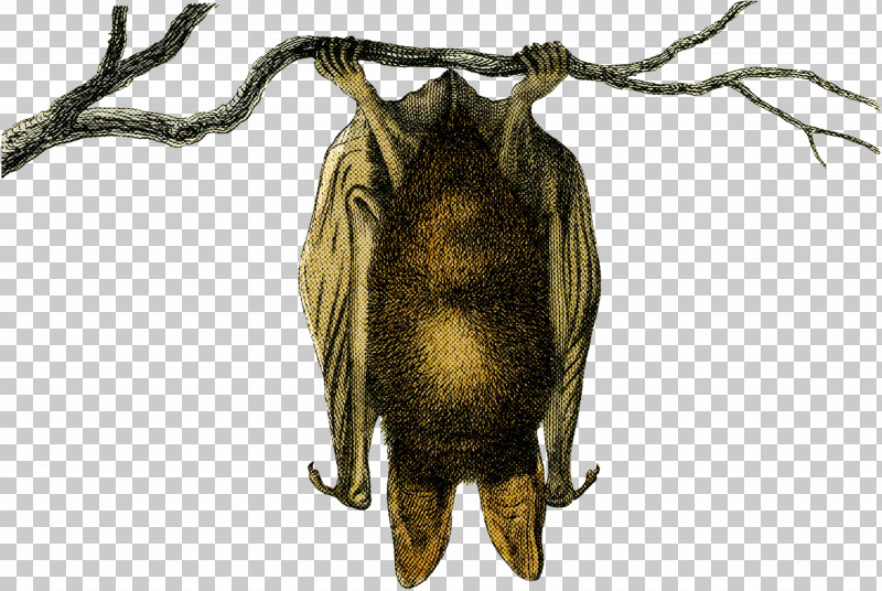 Insect Belostomatidae PNG, Clipart, Belostomatidae, Insect Free PNG Download