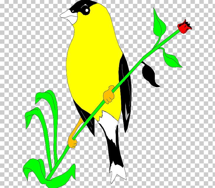 Bird American Goldfinch European Goldfinch PNG, Clipart, American Goldfinch, Animal, Animals, Artwork, Beak Free PNG Download