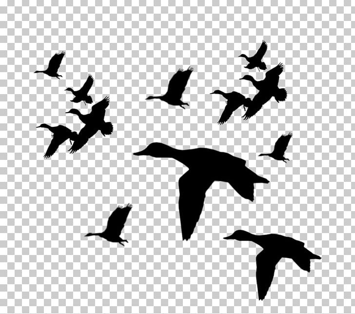 Duck Mallard Flight Silhouette PNG, Clipart, Beak, Bird, Black And White, Clip Art, Duck Free PNG Download
