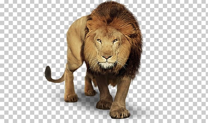 Lion PicsArt Photo Studio Sistema Anglo De Ensino Video PNG, Clipart, Amo, Anglo Guarulhos, Animals, Big Cats, Carnivoran Free PNG Download