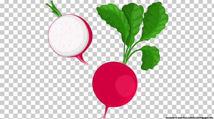 Radish Vegetable Food Beetroot PNG, Clipart, Beet, Beetroot, Clip Art, Diet Food, Food Free PNG Download