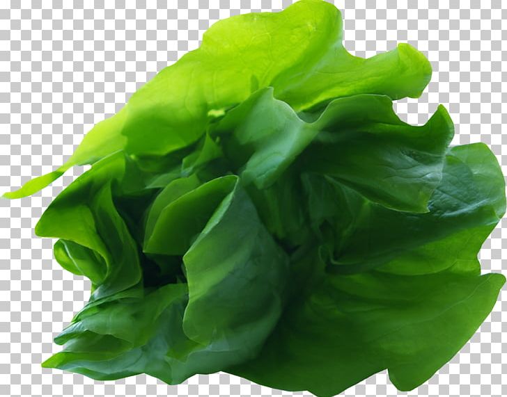 Romaine Lettuce Leaf Vegetable PNG, Clipart, Aquatic Plant, Background Green, Basil, Chard, Choy Sum Free PNG Download