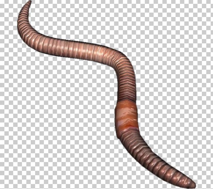Earthworm DayZ Ventral Nerve Cord PNG, Clipart, Computer Icons, Dayz, Earthworm, European Nightcrawler, Fish Drawing Free PNG Download