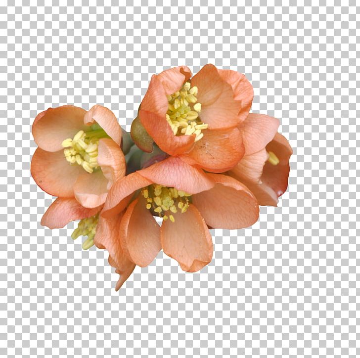 Flower Bouquet Peach Rose PNG, Clipart, Autumn, Blossom, Bouquet, Bouquet Of Flowers, Bouquet Of Roses Free PNG Download
