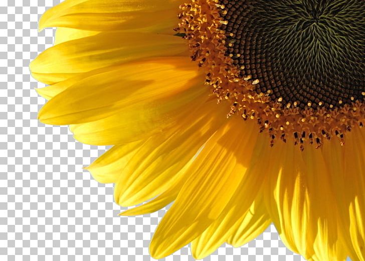 Common Sunflower Sunflower Oil Water PNG, Clipart, Blog, Color, Common, Computer, Daisy Family Free PNG Download