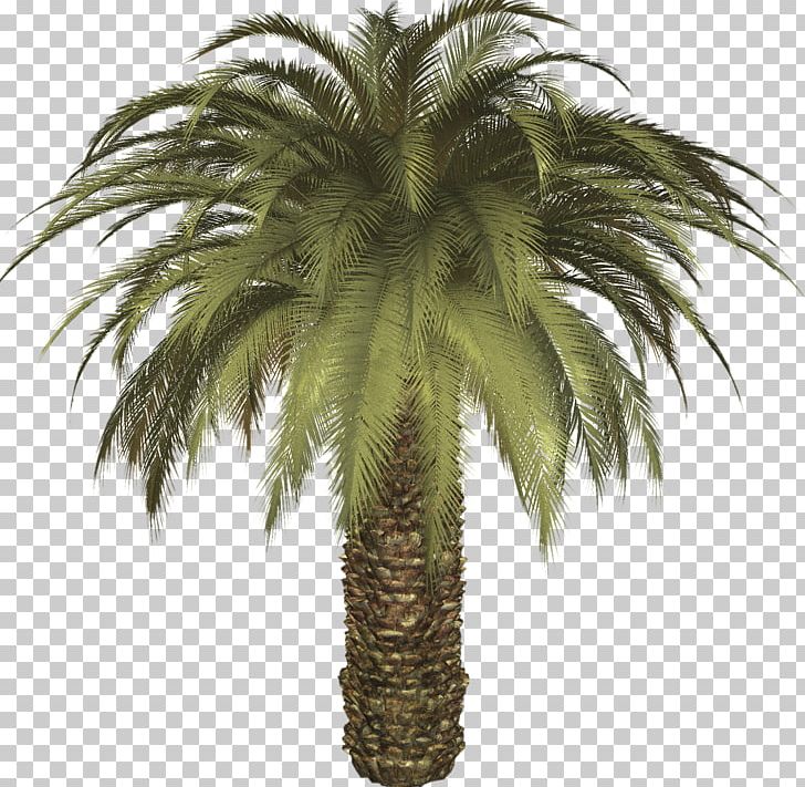 Date Palm Arecaceae Tree PNG, Clipart, Arecaceae, Arecales, Attalea Speciosa, Borassus Flabellifer, Coconut Free PNG Download