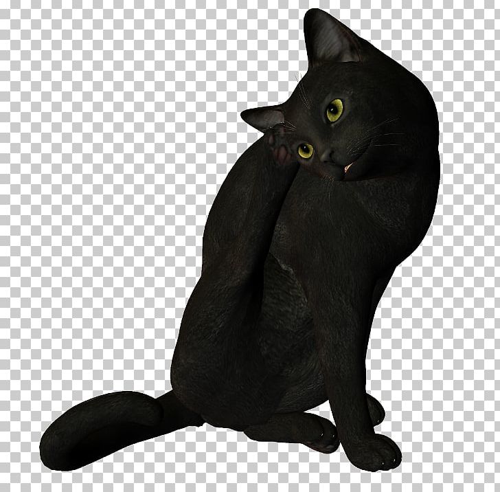 Korat Chartreux Black Cat Domestic Short-haired Cat Whiskers PNG, Clipart, Animal, Asian, Black Cat, Bombay, Carnivoran Free PNG Download
