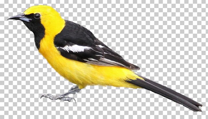 Bird Hooded Oriole Baltimore Oriole Tanager PNG, Clipart, Baltimore Oriole, Beak, Bird, Blackhooded Oriole, Cardinal Free PNG Download