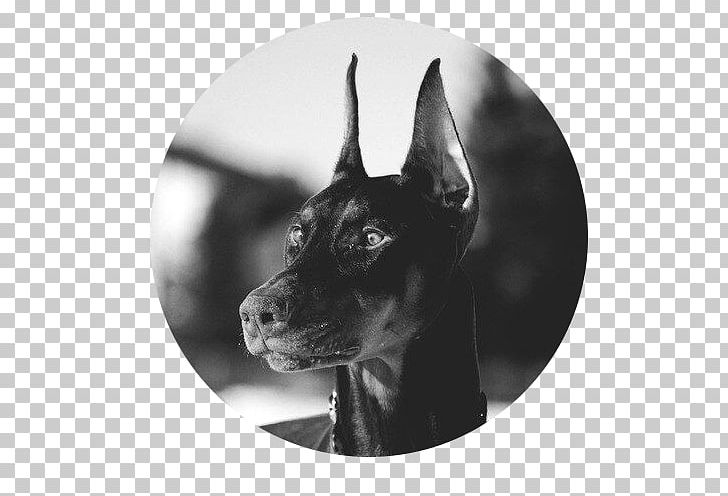 Dobermann German Pinscher Miniature Pinscher German Shepherd Puppy PNG, Clipart, Animals, Black, Black And White, Border Collie, Breed Free PNG Download