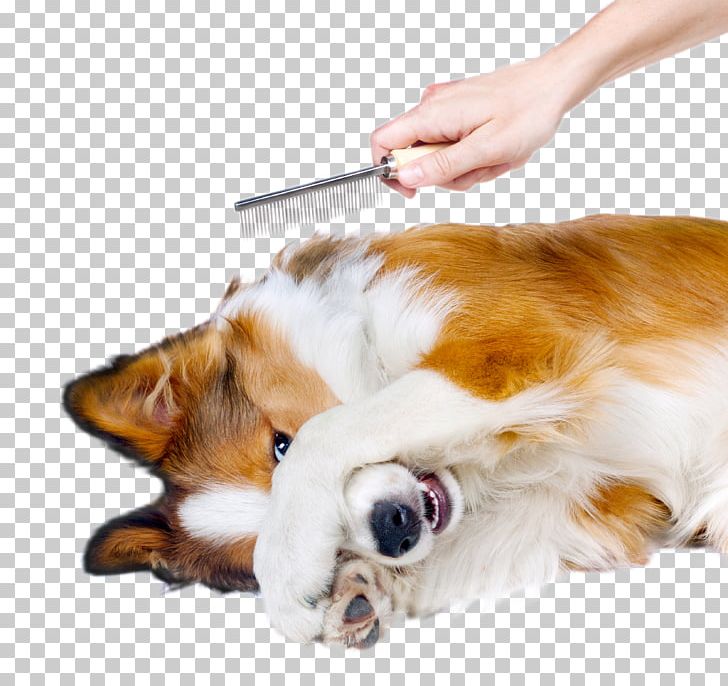 Dog Grooming Pet Veterinarian Stock Photography PNG, Clipart, Animals, Breed Standard, Can Stock Photo, Cat, Coat Free PNG Download
