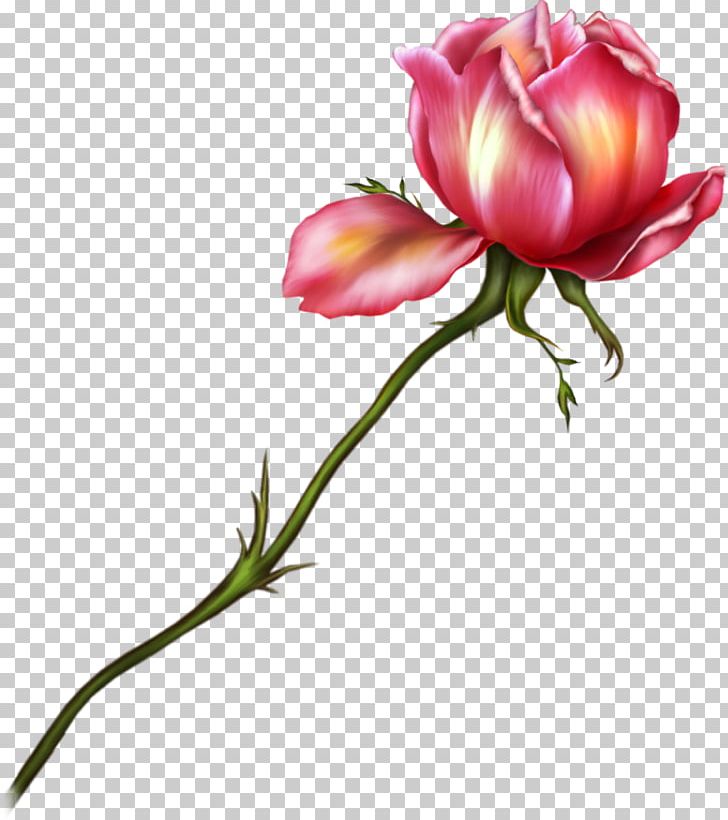 Garden Roses Drawing Flower PNG, Clipart, Bud, Cut Flowers, Drawing, Floral Design, Floristry Free PNG Download