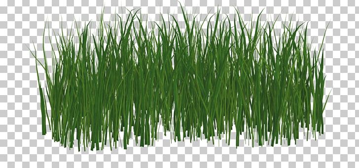Grasgroen Lawn Green File Formats PNG, Clipart, Chrysopogon Zizanioides, Commodity, Download, File Formats, Grasgroen Free PNG Download