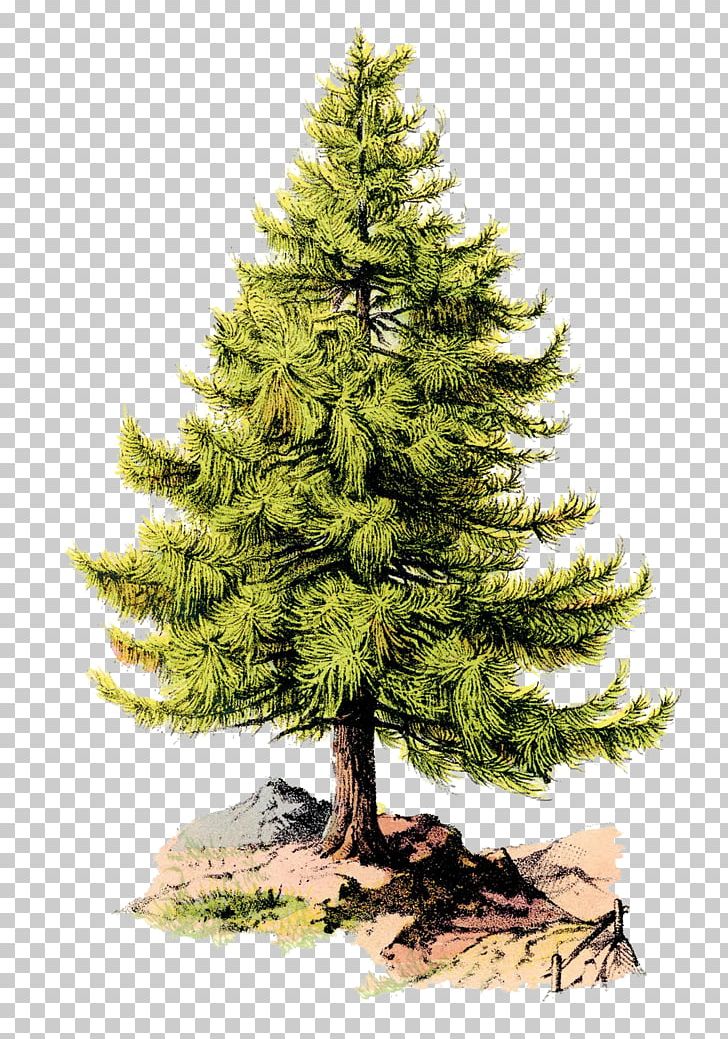 United States American Revolution Liberty Tree Pine Tree Flag PNG, Clipart, American Revolution, Christmas Decoration, Christmas Ornament, Christmas Tree, Conifer Free PNG Download