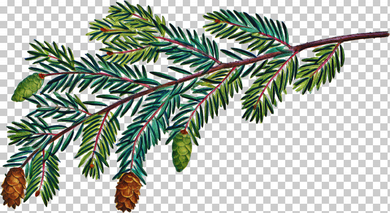 Tree Columbian Spruce Shortleaf Black Spruce Yellow Fir Oregon Pine PNG, Clipart, Canadian Fir, Columbian Spruce, Jack Pine, Oregon Pine, Plant Free PNG Download