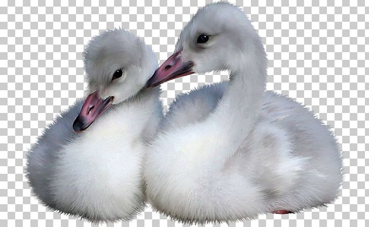 Cygnini Bird Duck Goose Cisnes Y Gansos PNG, Clipart, Animal, Animals, Art, Beak, Bird Free PNG Download