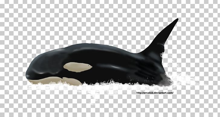 Killer Whale Dolphin Fauna Cetacea Wildlife PNG, Clipart, Animals, Cetacea, Dolphin, Fauna, Fin Free PNG Download
