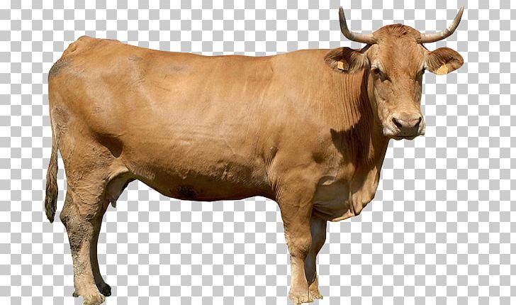 Calf Cattle Sheep Livestock Ox PNG, Clipart, Agriculture, Animal Husbandry, Animals, Beekeeping, Bestuzhev Cattle Free PNG Download