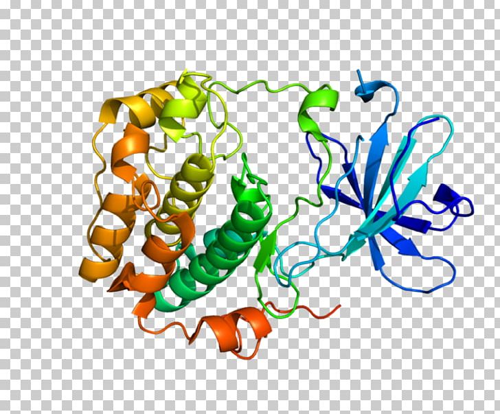 Protein Kinase SGK1 Enzyme PNG, Clipart, Art, Enzyme, Food, Kinase, Line Free PNG Download