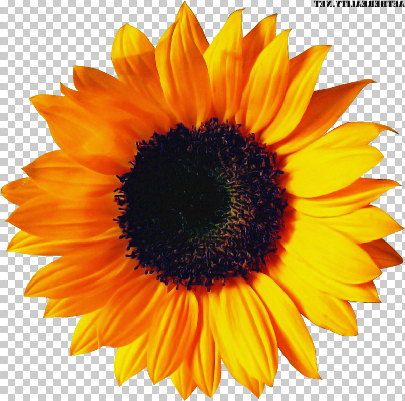 Sunflower PNG, Clipart, Annual Plant, Asterales, Closeup, Cuisine, Cut Flowers Free PNG Download