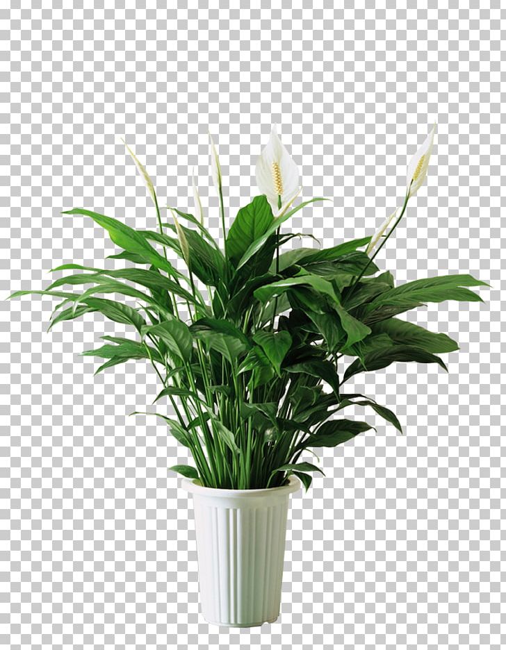 Spathiphyllum Kochii Plant Bedroom Formaldehyde Air PNG, Clipart, Air Purifier, Artificial Flower, Background Green, Burknar, Calla Free PNG Download
