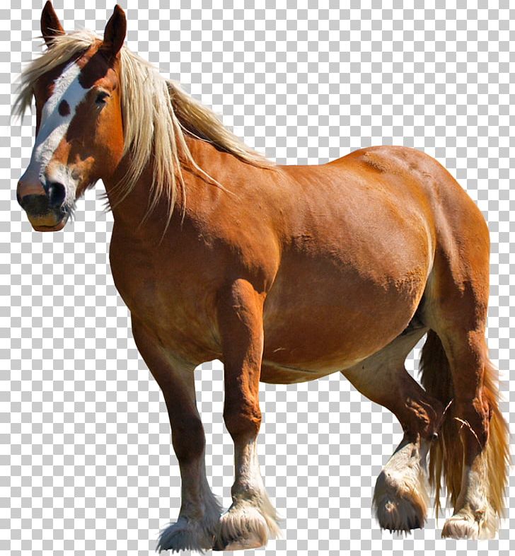 Arabian Horse Pony American Miniature Horse Clydesdale Horse Rocky Mountain Horse PNG, Clipart, Arabian Horse, Black, Bridle, Clydesdale Horse, Computer Icons Free PNG Download