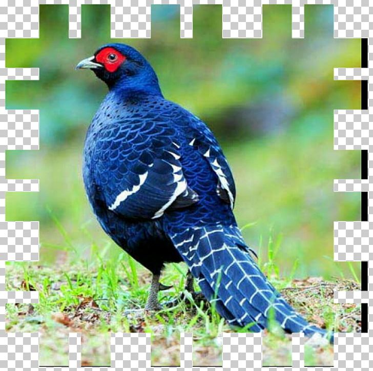 Bird Mikado Pheasant Ring-necked Pheasant Partridge PNG, Clipart, Alectoris, Animals, Beak, Blue, Cheer Pheasant Free PNG Download