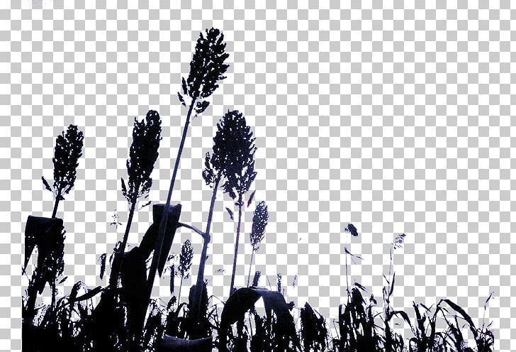 Broom-corn Silhouette PNG, Clipart, Animals, Black And White, Blockbuster, Broomcorn, City Silhouette Free PNG Download