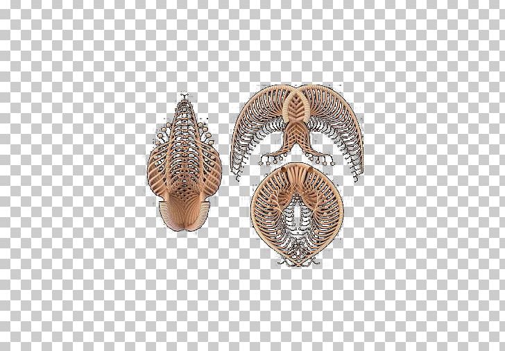 Human Skeleton PNG, Clipart, Bone, Decoration, Download, Earrings, Fantasy Free PNG Download